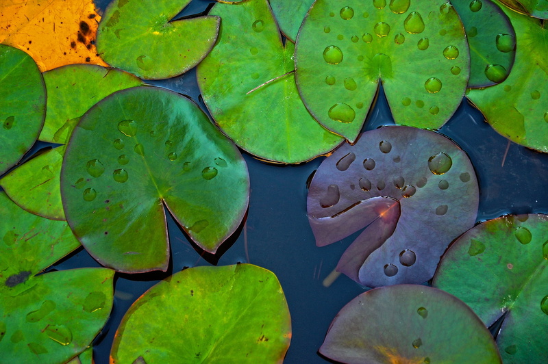 leaf, water, full frame, plant, growth, close-up, 1080P, beauty in nature, floating on water, print, lotus water lily, green, water lily, no people, plant part