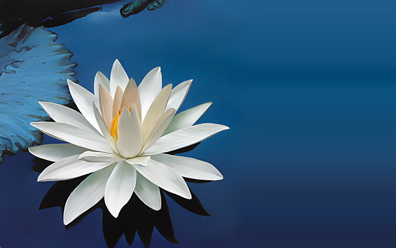 Lotus, 1080P, 1920x1200, flower, 4k pics, tropical
