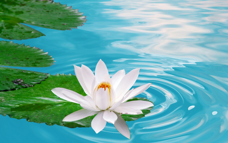 flower, blue, lotus, white, green, lake, water, beauty, 2K, colors, beautiful, flowers, nature, wave, 3d