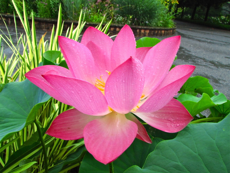leaves, original, plant, flower, lotus, Lotus flower, plant part, freshness, flowering plant, water, outdoors, close-up, flower head, pink color, growth