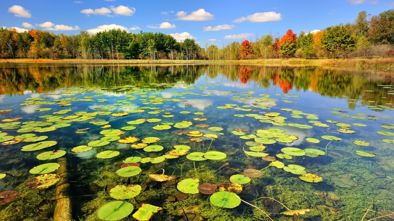 lotus, lotus leaf, 1080P, leaf, trees, lake, clouds, reflection, landscape, nature