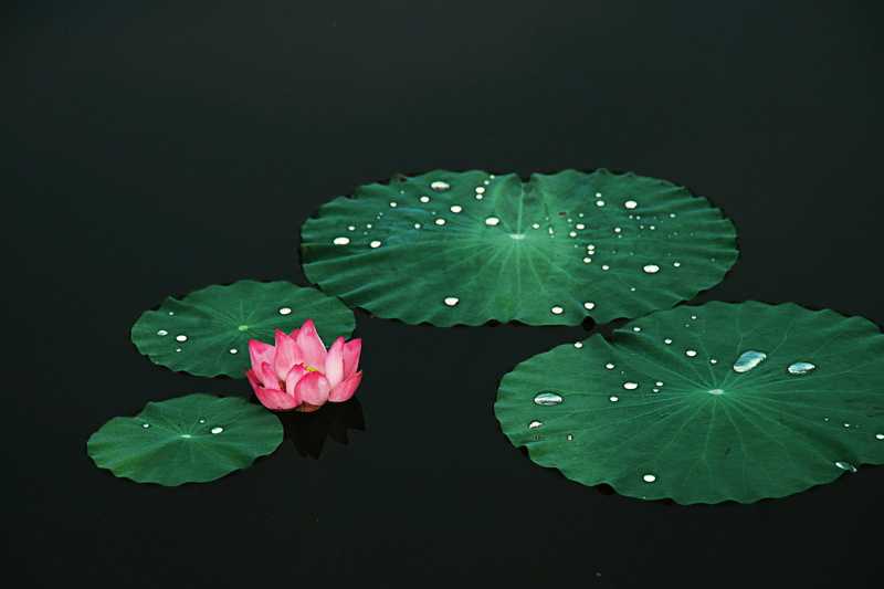 purity, inflorescence, plant part, pink color, zen, lotus water lily, flower, raindrop, 2K, close-up, flower head, water, flowering plant, drop, floating on water