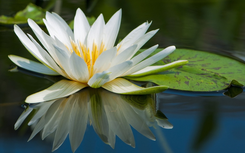 vulnerability, plants, leaf, flower head, 1080P, growth, water lily, lake, close-up, petal, flower, nature, beauty in nature, floating on water, inflorescence