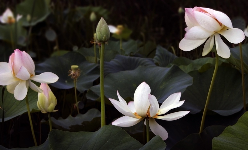 day, plant, plant part, lotus water lily, pink, freshness, flowering plant, outdoors, beauty in nature, flower head, white color, no people, nature, petal