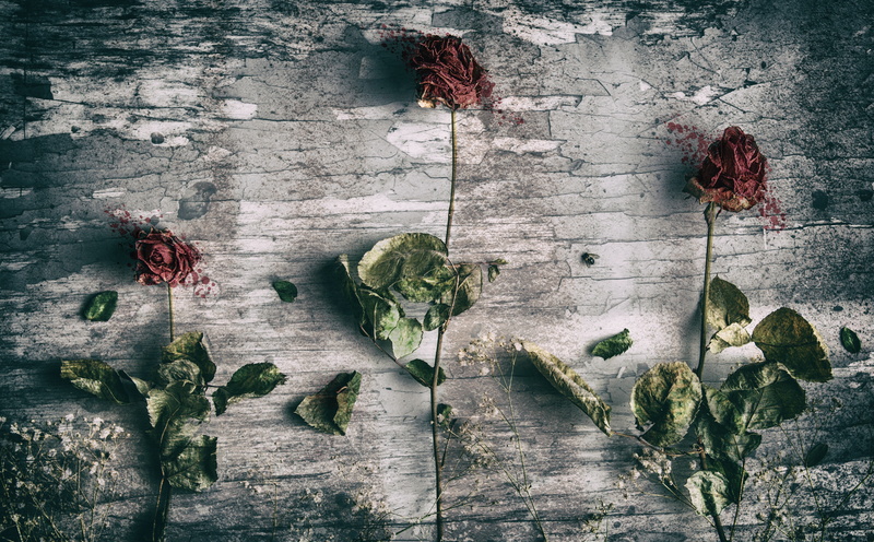 fly, Flowers, Vintage, 5K, leaf, stilllife, flower, Zoom, plant, 2470mmf28, freshness, Rose, wood - material, three, dslr, red, beauty in nature, no people