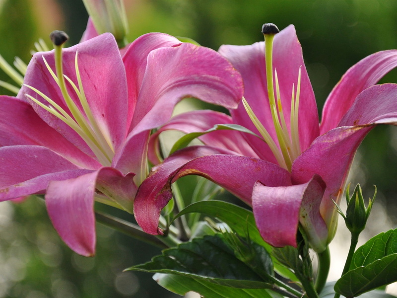 1080P, Petals, Pink, Leaves, Lily