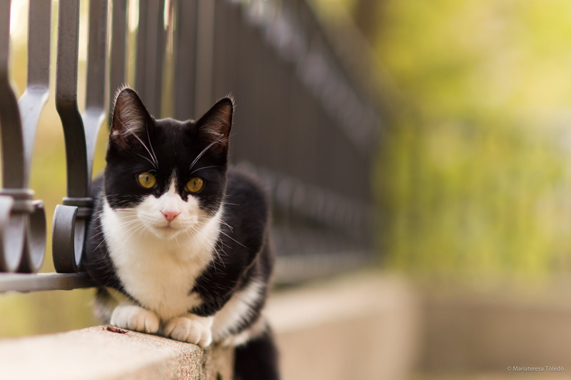 concrete, mammal, tuxedo cat, pets, cute, gatto, domestic Cat, wall, Carl Zeiss, Nerone, outdoors, T* 1, animal, tuxedo, cat, 4K, feline, Planar, Miao
