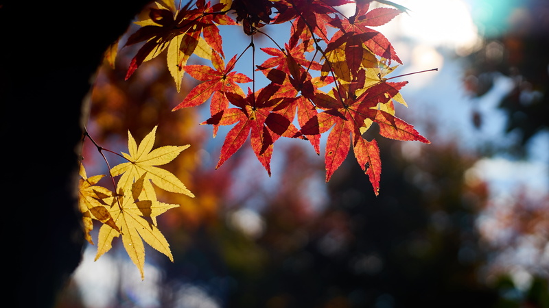 red, Planar, multi Colored, Maple Story, season, maple Tree, branch, tree, 5K, Contax, forest, nature, trees, autumn, leaves, red leaves, yellow, leaf