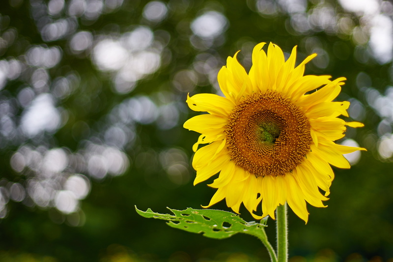 agriculture, rural Scene, None, Carl  Zeiss, SunFlower, field, flower, Contax, yellow, Planar, 5K, outdoors, plant, close, ヒマワリ, photography, F1.4, summer
