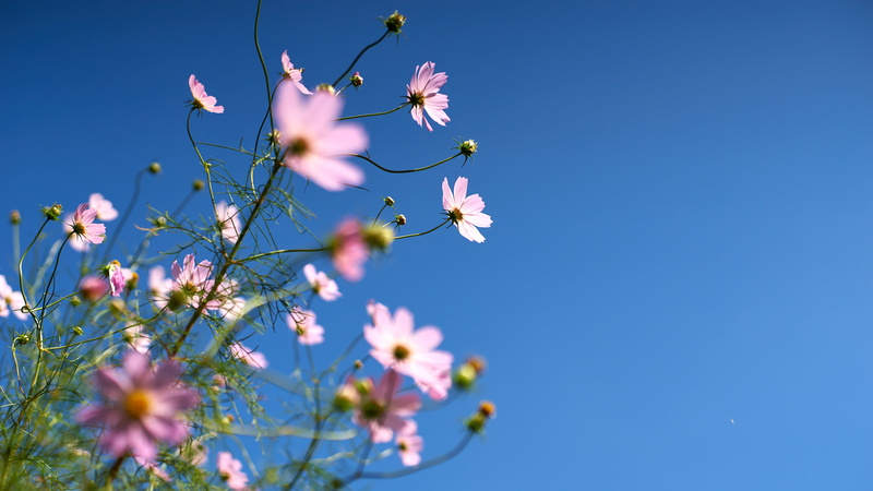 selective, Sun Light, 5K, petaled, None, blue, Planar, springtime, selective focus, flower, outdoors, nature, F1.4, photography, pink, summer, plant, focus