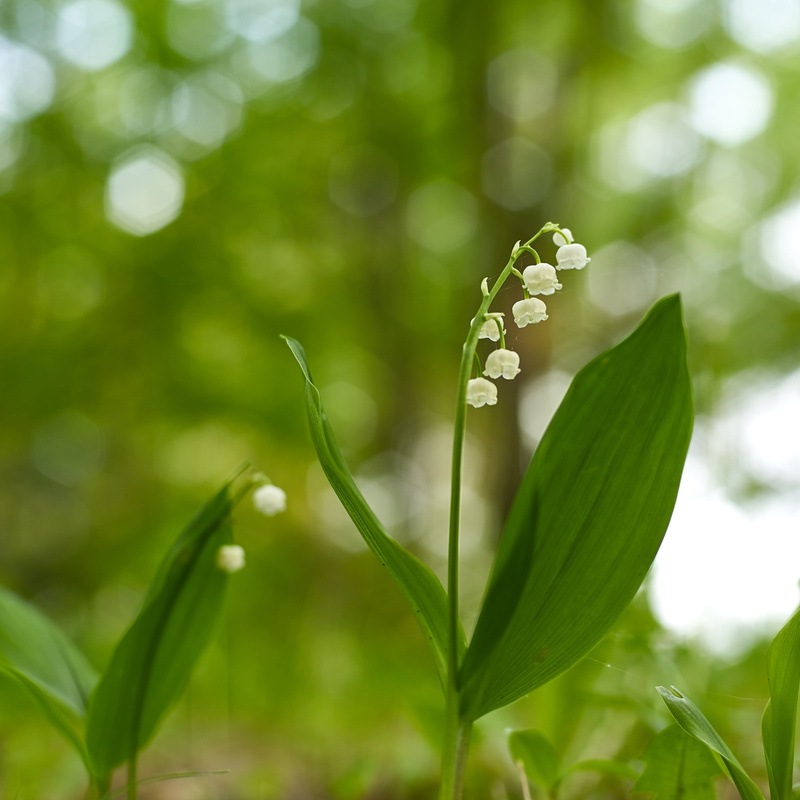 close-up, white flower, 4K, freshness, green Color, Planar, T*  1.4, focus, white, growth, photo, nature, Contax, flower, shallow focus, plant, スズラン, leaf