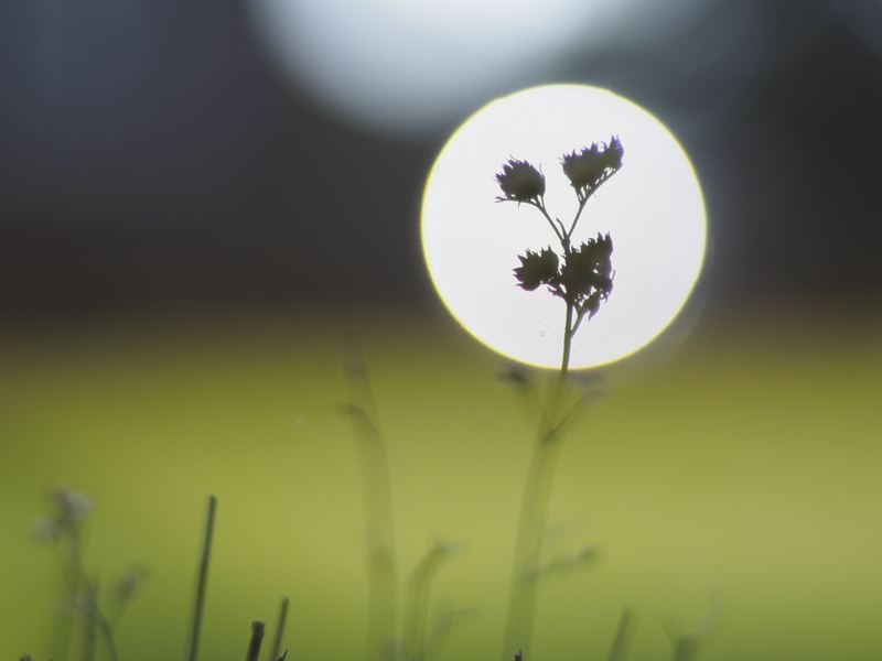 photography, flower, reflection, grass, f1.4, plant, meadow, micro, summer, closeup, 4K, Planar, DOF, springtime, nature, freshness, close-up