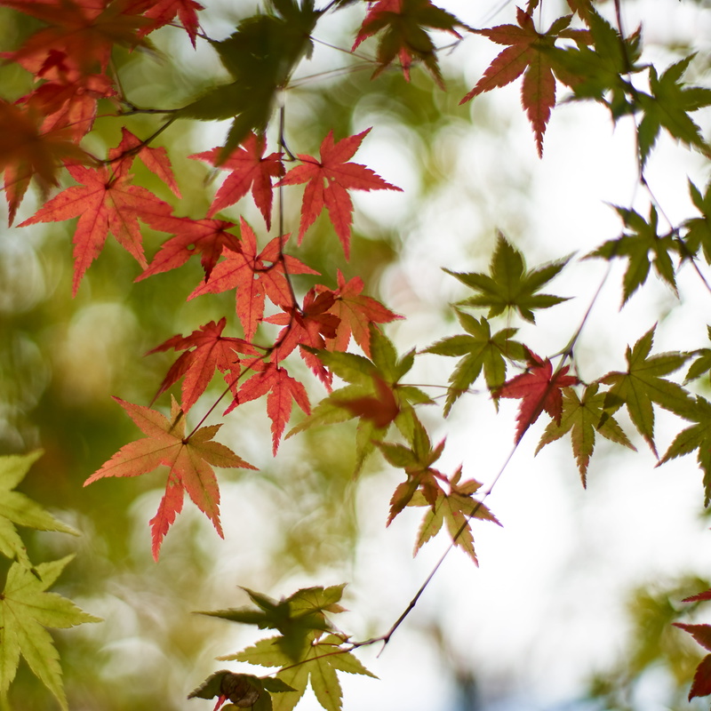 leaves, photography, forest, outdoors, season, Colors of the Wind, branch, tree, None, red, leaf, F1.4, nature, 4K, maple Tree, Contax, orange, autumn