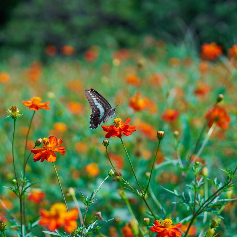 nature, summer, petaled, Rajah, butterfly, Aromas, insect, Contax, Planar, 4K, perched, yellow, red, beauty In Nature, Brookes, flower, F1.4, birdwing