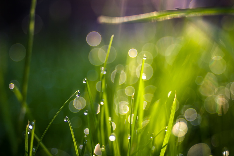 35mm, grass, 4K, bokeh, f2.4, close-up, liquid, green grass, summer, wet, roua, meadow, green Color, environment, raindrop, macro, green, drops, berceni