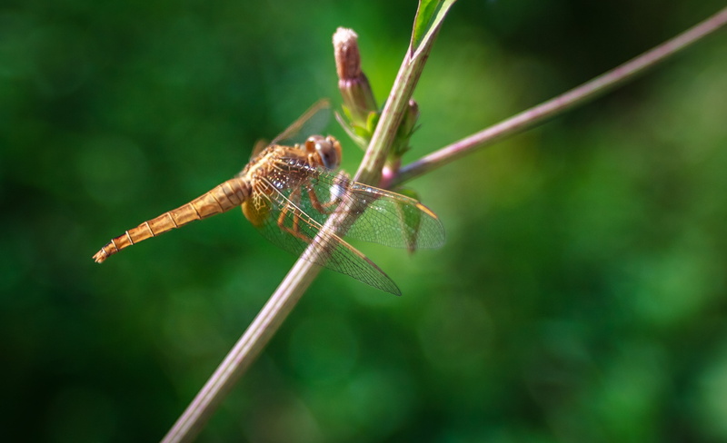 dragonfly, m42, romania, 4K, brown, green, macro, wildlife, twig, sorin, insect, Carl  Zeiss  Jena, nature, close-up, Wings, 35mm, animal