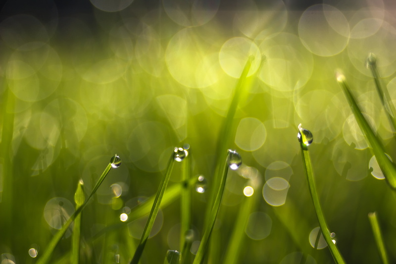 drop, water, grass, leaf, raindrop, green grass, springtime, meadow, environment, nature, morning, green, Carl  Zeiss  Jena, romania, freshness, Bonanza