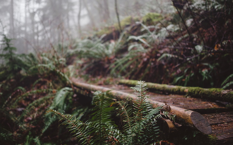 35mm, HSM, fern, tiger mountain, 5K, Keep Walking, stems, leaves, Issaquah, forest, fog, DG, Pacific Northwest, inside, path, tree, ferns, Canon EOS 5D Mark III