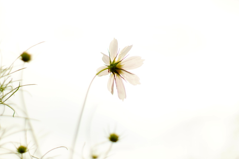 White light, daisy, Super, meadow, photography, shift, tilt shift lens, Takumar, close-up, tilt, white flower, summer, white, plant, 5K, freshness, flower