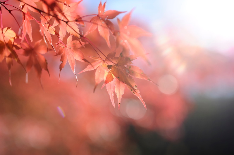 小原, yellow, F1.4, 4K, nature, DG, Obara, Nikon  D3S, Paper Art Museum, tints, Sigma, Maple, micro, Washi, outdoors, branch, plant, backgrounds, tree, season