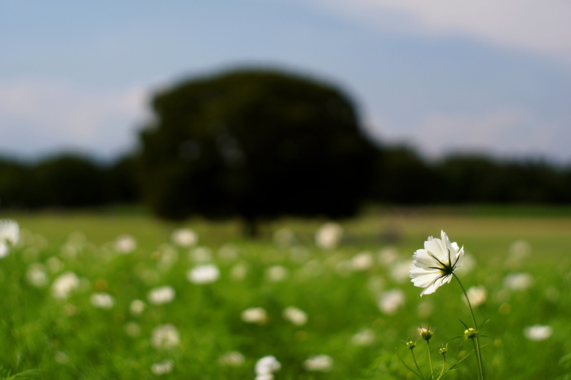 flower, close-up, Super, close, grass, photo, F1.4, petaled, green Color, springtime, plant, 5K, Takumar, field, Cosmos, daytime, nature, summer, outdoors