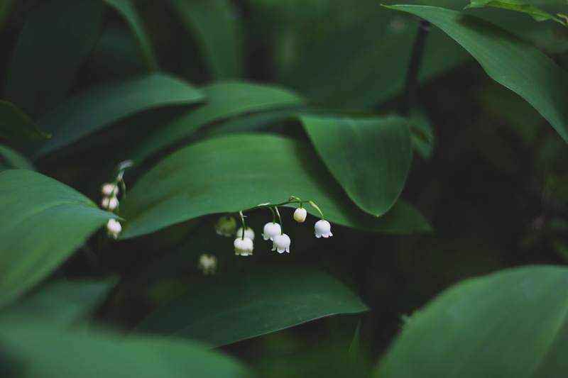 flower, nature, invertebrate, growth, lily, leaf, close-up, leaves, flowers, green color, valley, flowering plant, selective focus, plant part, day, freshness