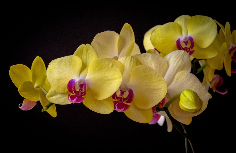 Orchid, 2K, Phalaenopsis, the dark background