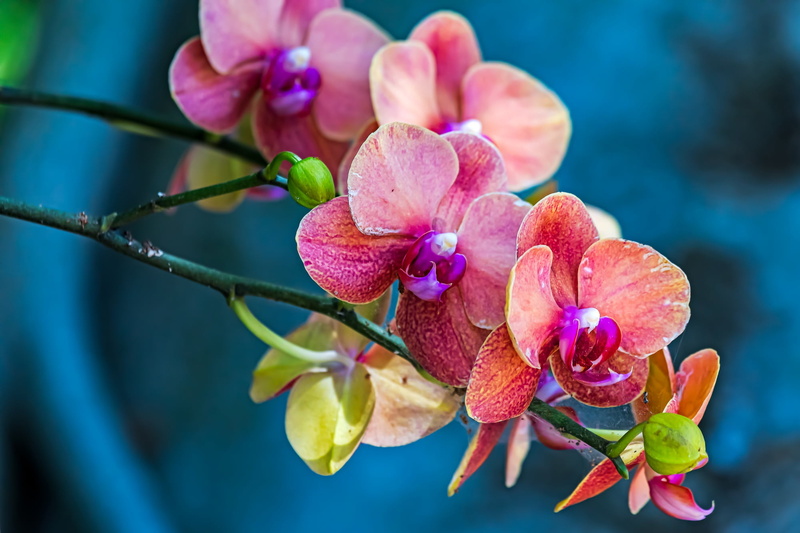 branch, Orchid, 1080P, macro, background, Phalaenopsis