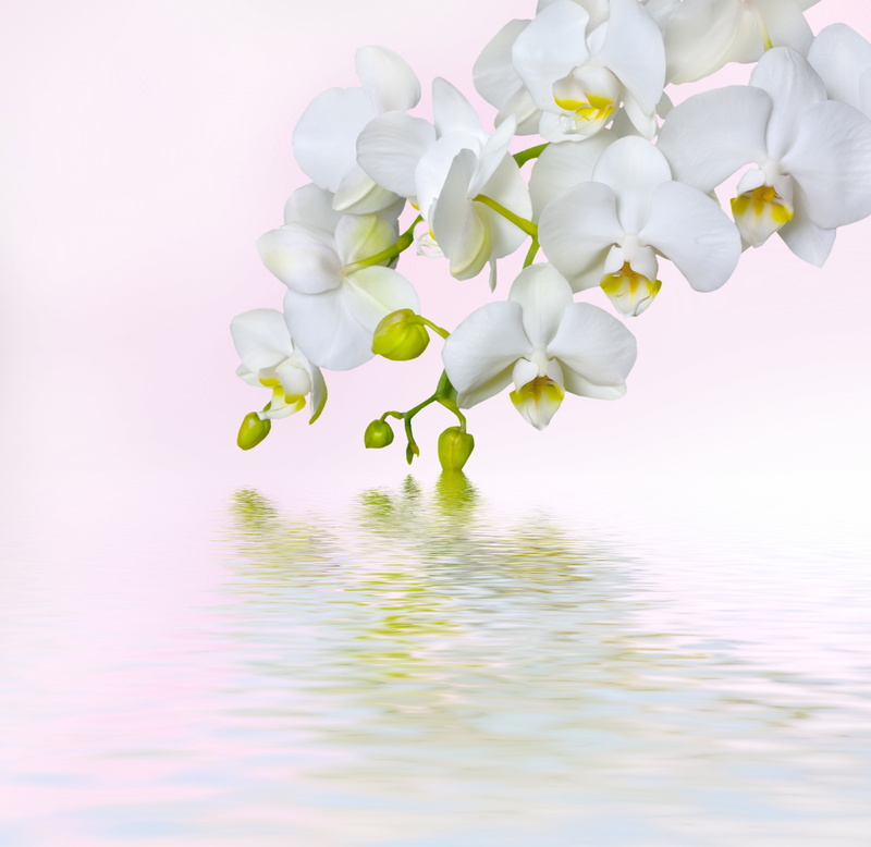 bouquet, petals, tree, flowers, freshness, flowering plant, tropical Climate, beauty, stem, studio shot, tenderness, summer, nature, orchids, frangipani