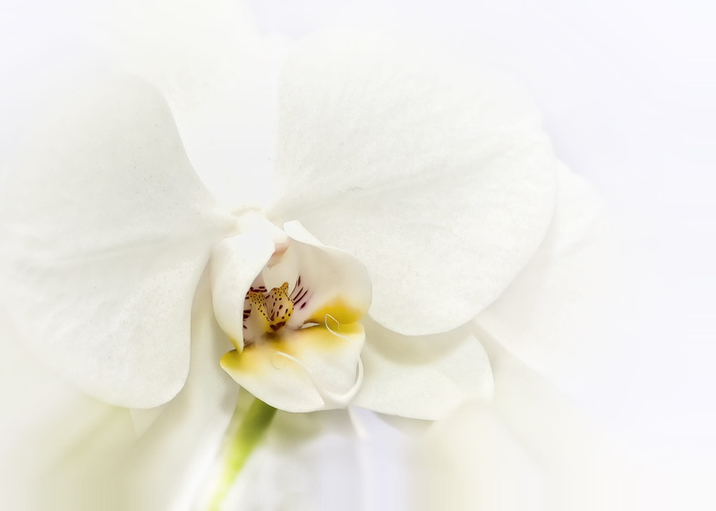 pollen, phalaenopsis orchid, growth, white color, studio shot, outdoors, bloom, no people, butterfly orchid, plant, vulnerability, fragility, flower head