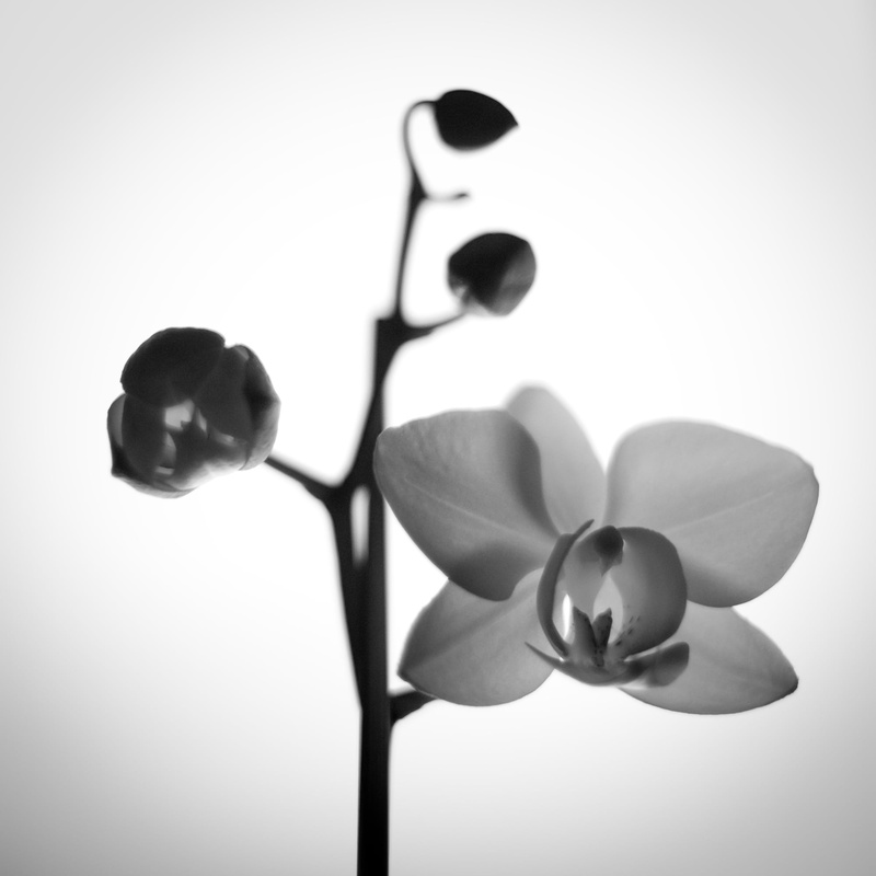grayscale, 1080P, flower, nature, photo, orchid  flower, phalaenopsis, orchid