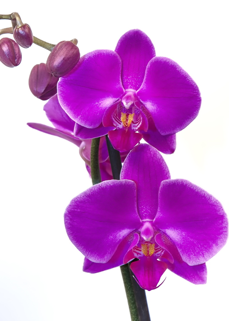 4K, no people, flower head, vibrant color, Orchid, vulnerability, Pink, close-up, studio shot, growth, blossom, Purple, flora, Phalaenopsis, fragility
