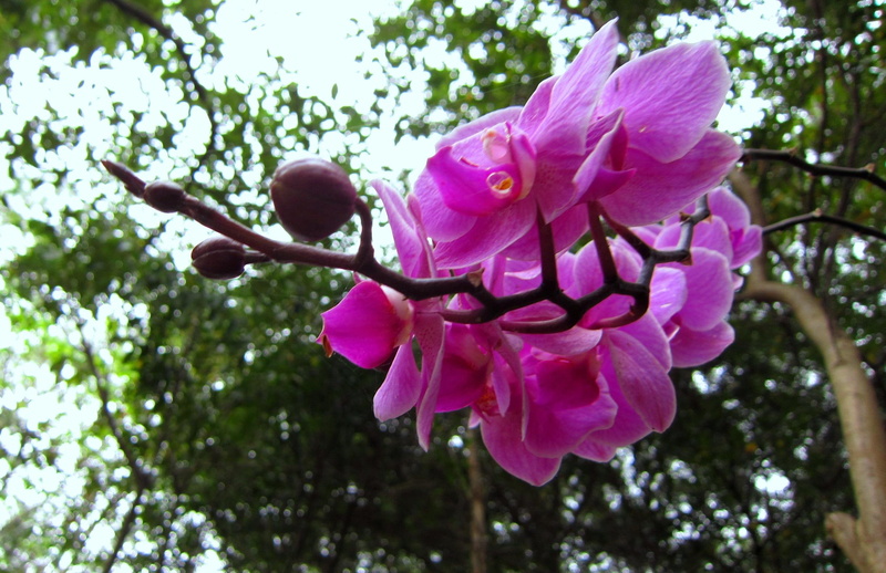 3d and abstract, pretty, mountain, 1080P, phalaenopsis, pink, forest
