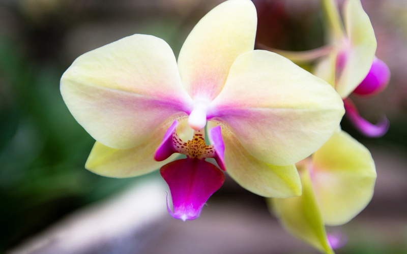 Phalaenopsis, Pink, White, 1080P, Petals