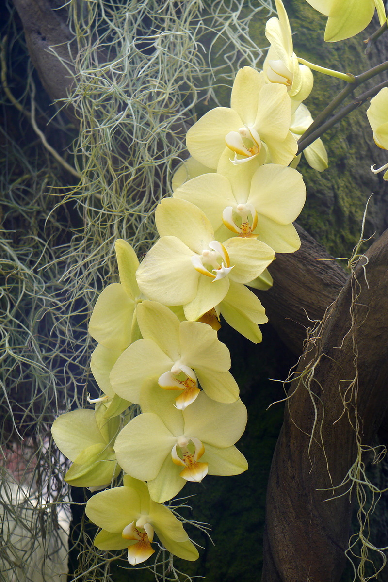 fragility, yellow, nature, yellow phalaenopsis orchid, freshness, flower head, flowers, phalaenopsis orchid, orchid phalaenopsis, flowering plant, inflorescence