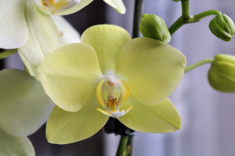flower head, 5K, focus on foreground, flower, phalaenopsis, flowers, yellow, outdoors, plant, macro, close, inflorescence, bud, phalaenopsis orchid, springtime