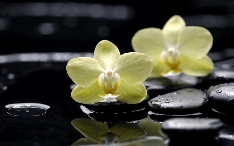 luxury, zen-like, plant, wellbeing, spa Treatment, freshness, black, nature, two, plant part, relaxation, water, yellow, orchids, rocks, floating, drop