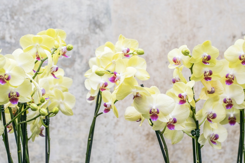 natural, decoration, beauty in nature, flower, inflorescence, springtime, fragility, garden, phalaenopsis, day, growth, floral, outdoors, branch, yellow