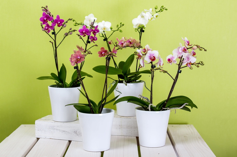 bloom, flower pots, butterfly orchid, orchids, plant, phalaenopsis, wall - building feature, white, close-up, pots, bouquet, the phalaenopsis orchid, table