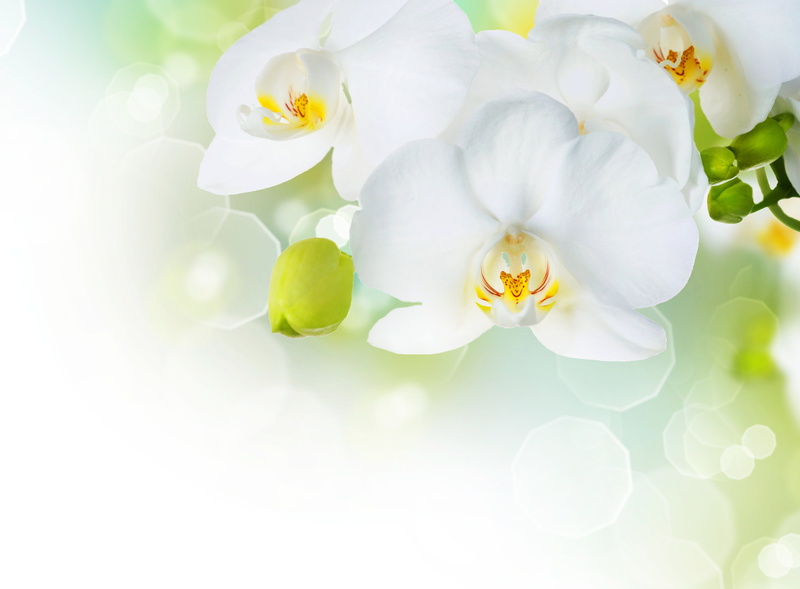 growth, single Flower, petal, plant, yellow, petaled, purity, backgrounds, beauty In Nature, vulnerability, outdoors, 4K, flower Head, isolated, petals