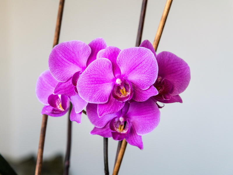 beauty in nature, petal, focus on foreground, flower, growth, flower head, no people, purple, plant, inflorescence, flowering plant, nature, softness, fragility
