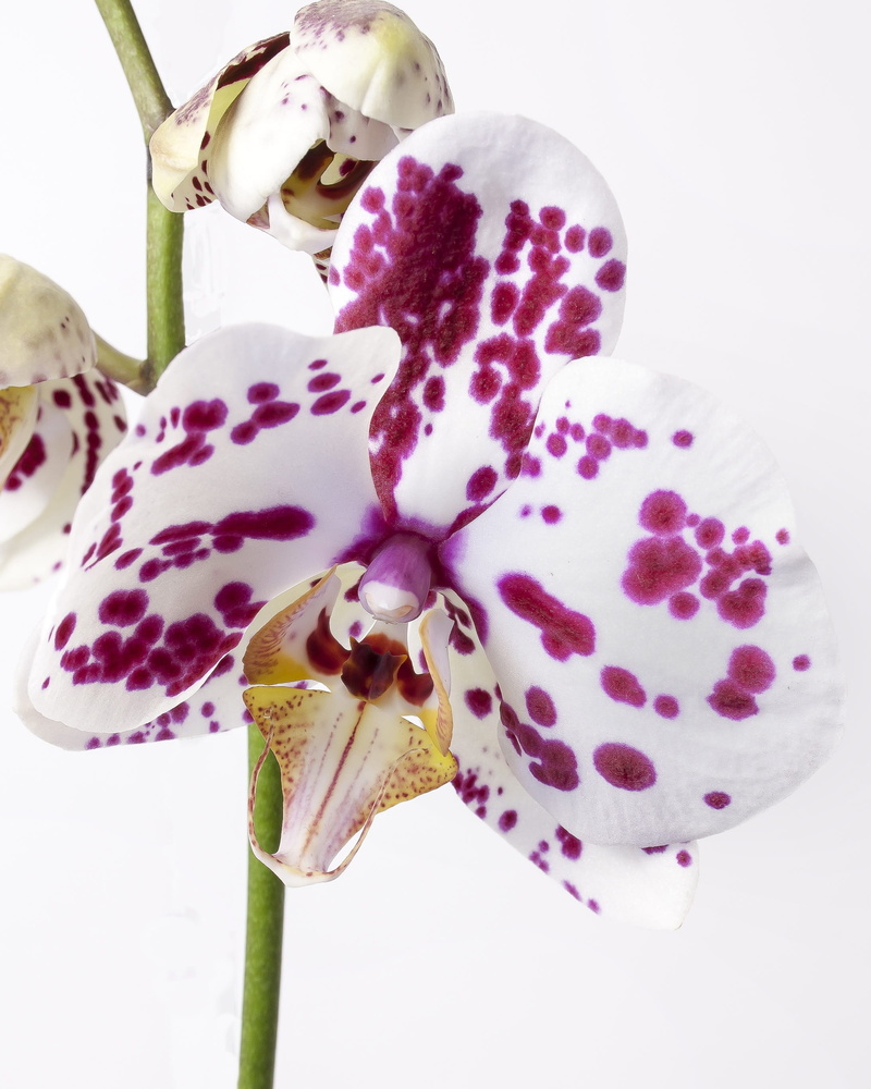 food, stem, white color, single Flower, colorful, pollen, growth, moth Orchid, indoors, flower Head, blossom, flower, striped, tropical, freshness, pink Color