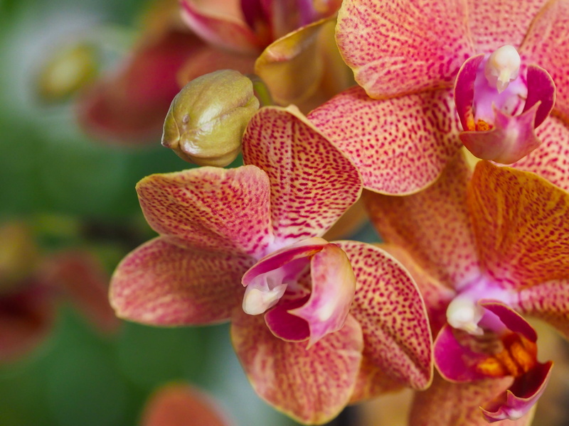 orchids, 4K, exotic, macro, Phalaenopsis