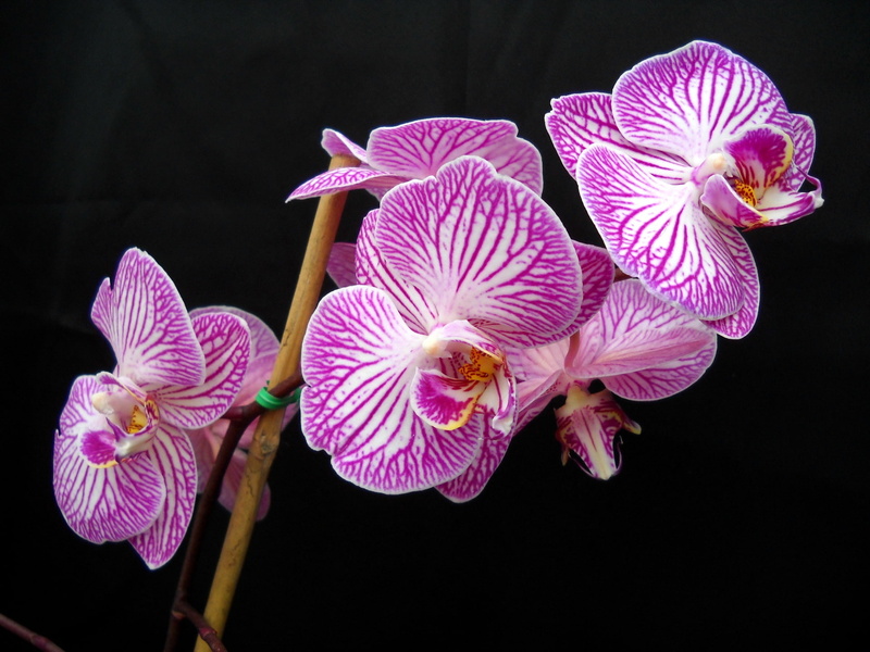 1080P, Purple, Phalaenopsis, close, Photography