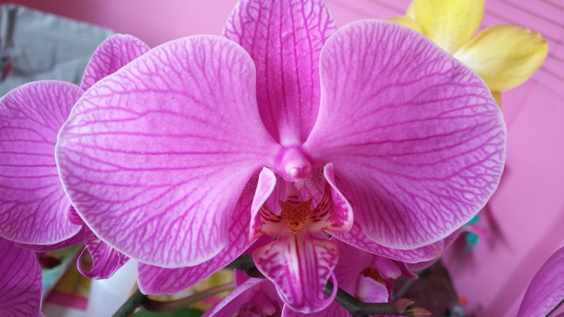 phalaenopsis, freshness, focus on foreground, pollen, close-up, pink Color, springtime, botany, purple, fragility, 4K, day, flower, beauty in nature, flower Head