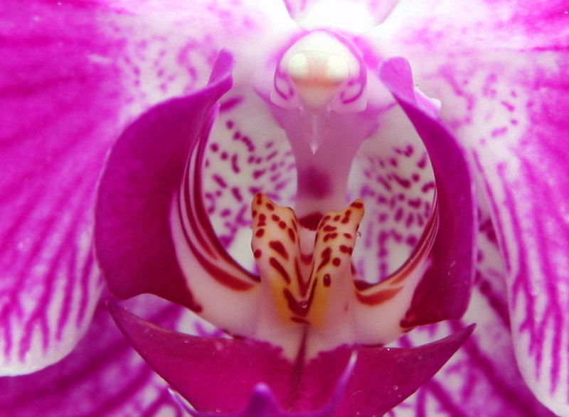 no people, pink orchid plant, orchid stock photo, vulnerability ...