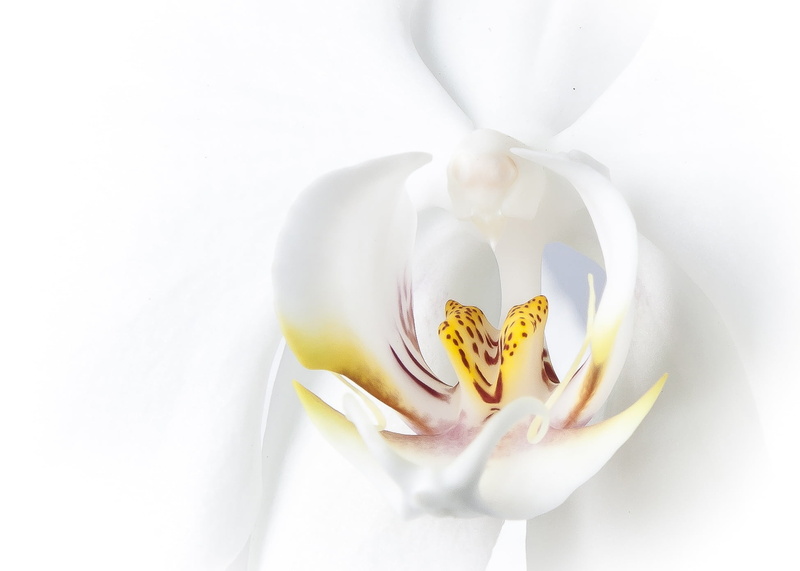 close-up, growth, phalaenopsis orchid, white, orchid, plant, flower head, pollen, blossom, flower, gift, studio shot, inflorescence, photography, macro