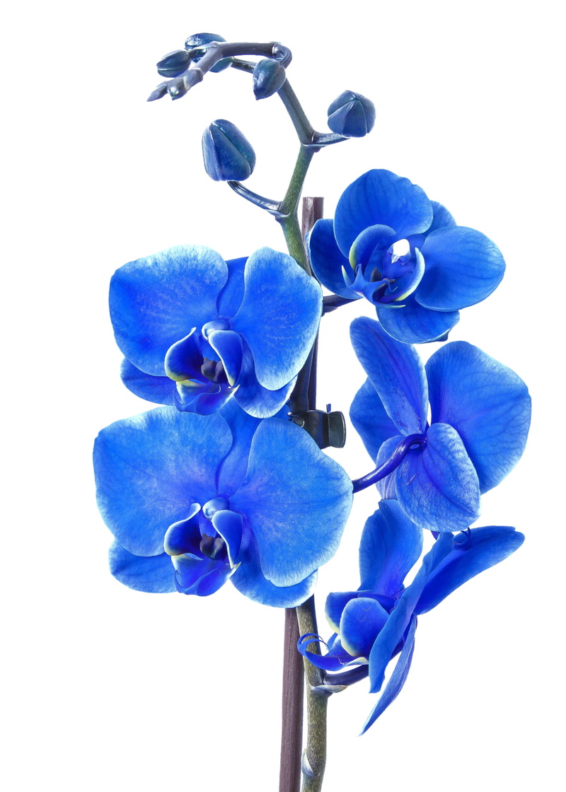 beauty in nature, flower head, orchid, flower, bloom, flora, blossom, inflorescence, fragility, close, nature, moth, isolated, vibrant color, close-up