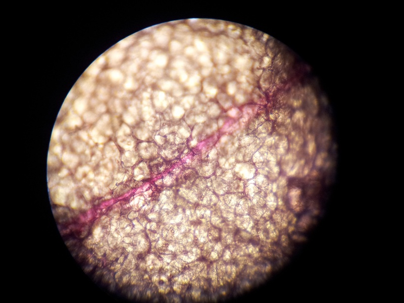 research, astronomy, 2K, orchid, extreme close-up, circle, black background, biology, science, indoors, laboratory equipment, plant cell structure, optical instrument