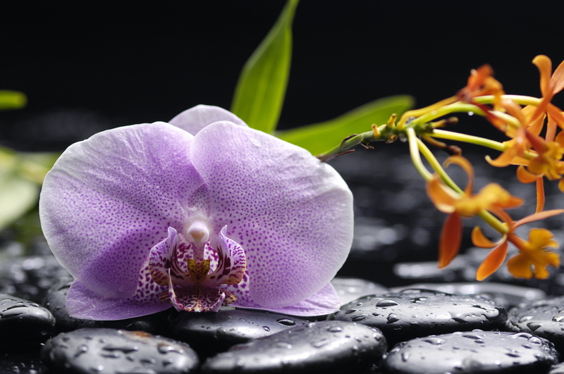 flower, nature, outdoors, inflorescence, water, single Flower, moth Orchid, beauty In Nature, lilac, springtime, black Color, black stones, petal, leaf